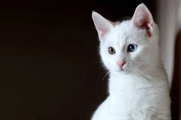 Wan kedisi ‘arslan parçası’ çıktı!