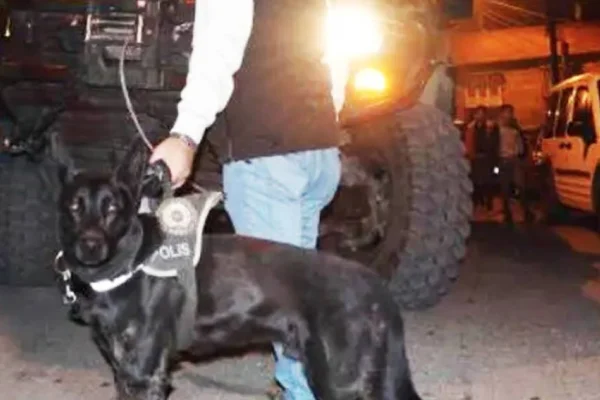 Amed’de köpekli baskın