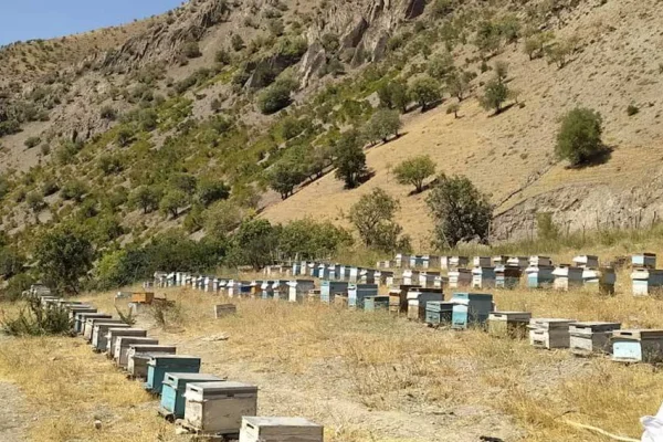  Yasaklar arıları öldürüyor