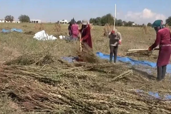 Kadınlar el yordamıyla tarım yapıyor