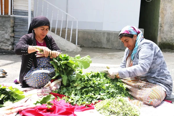 Devlet dağlardaki otları da yasakladı