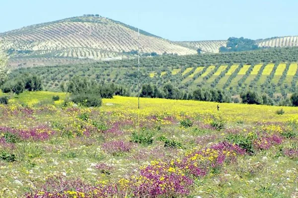 Efrîn’i asla unutmam