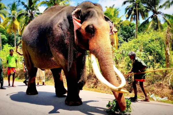 Sri Lanka ‘Raja’ için yasta