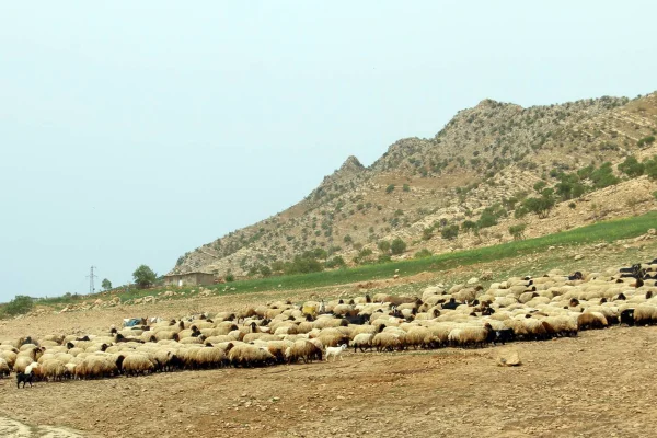 Koçerler seçim için yaylayı erteledi