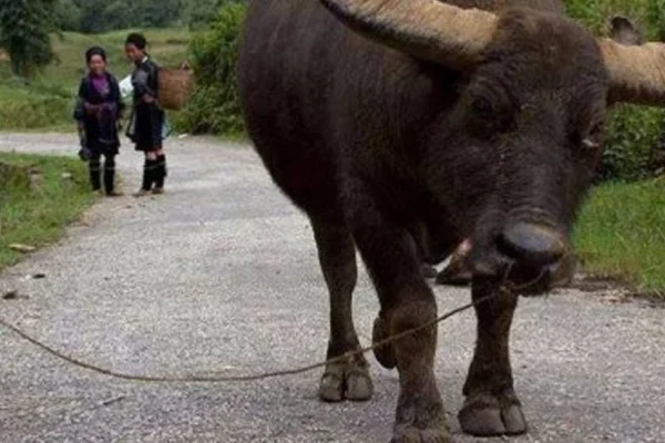 “Öğretilmiş çaresizlik” ve devlet