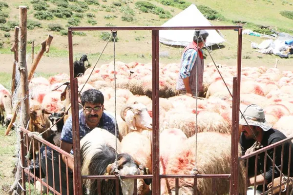 Yaylaya çıktık ama...