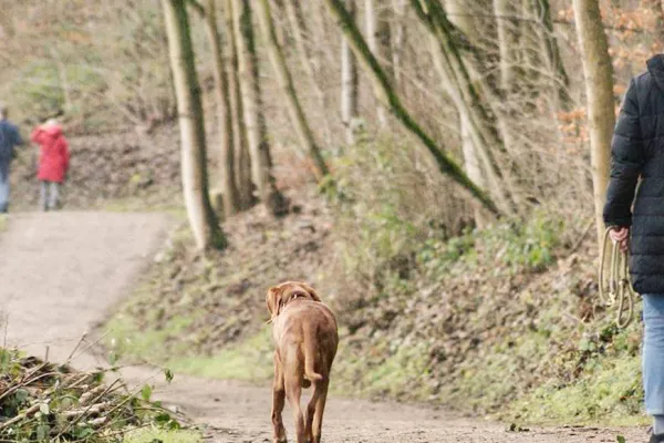 Köpek gezdirmek yasaklandı