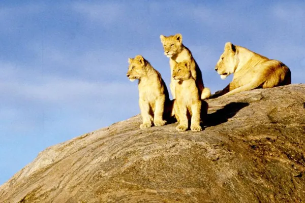 Aslan nüfusu yüzde 43 azaldı
