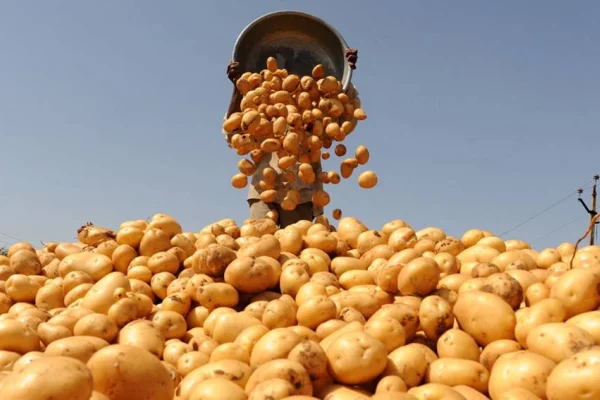 Avrupa’da patates krizi