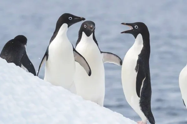 Penguenlerin nüfusu azaldı