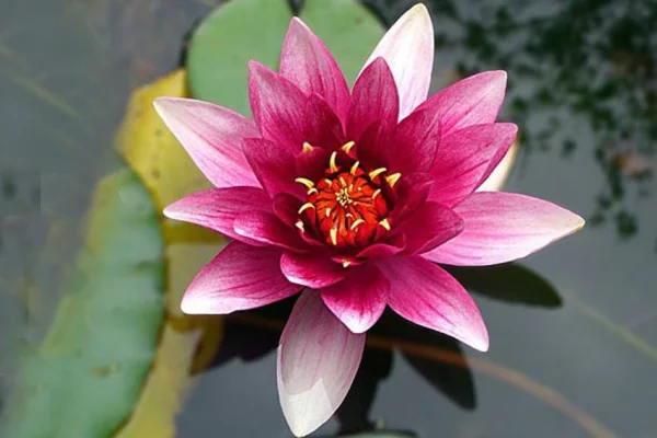 Onlar ki sonsuz yaşamın simgesi: Çağın Lotus çiçekleri