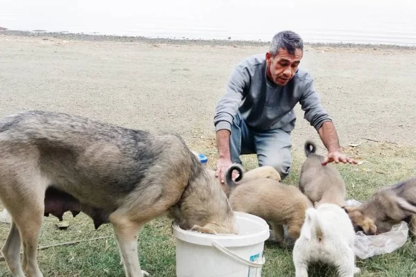 Hazar’da köpekleri ölüme terk ediyorlar