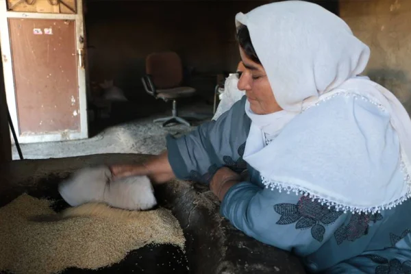 Newala Nérdûş'ta tahin geleneği