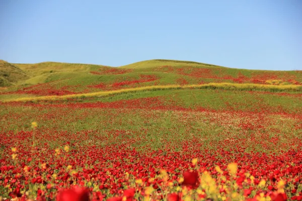 Amed sarı kırmızı yeşile büründü