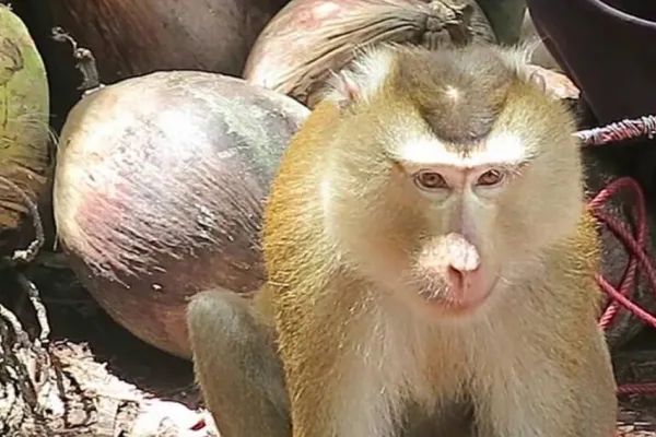 Maymunlar köle olarak çalıştırılıyor