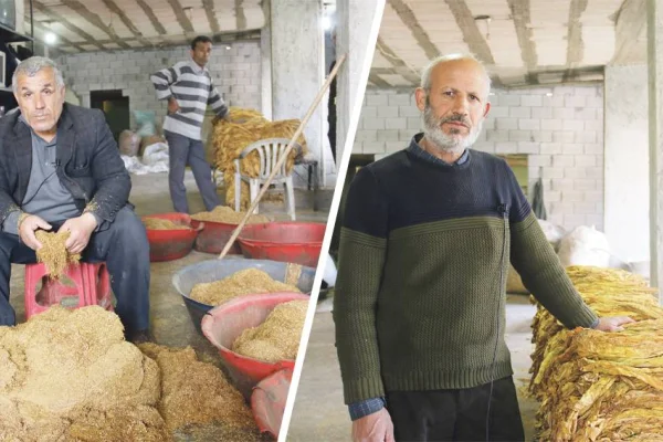 Tütün de enkaz altında