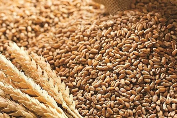 Buğday fiyatları yüzde 8 arttı