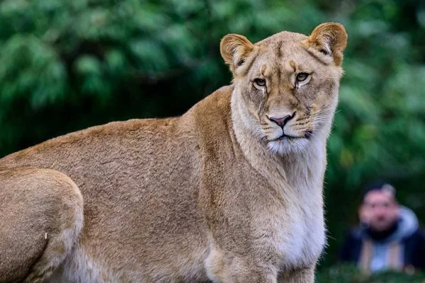 Berlin’de aslan avı sürüyor