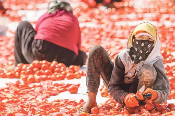 6 kız kardeş günde 16 saat domates kesiyor