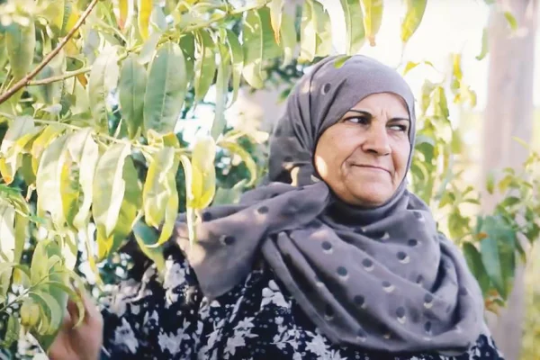 İklim krizine karşı kavak ağaçları