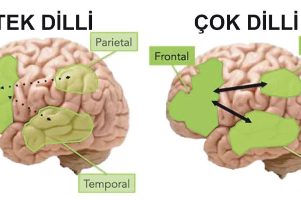 Çok dilli evlerde büyüyen bebeklerin beyin yapıları farklı