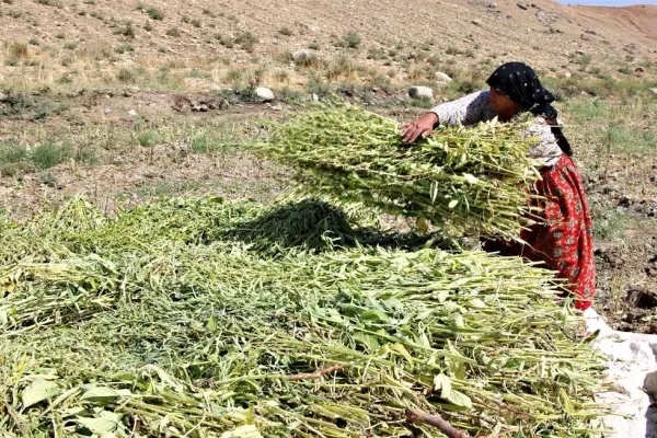  Susamlar tahin için kurutulmaya bırakıldı