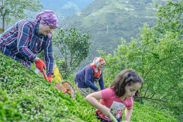 Romeika, Hemşince, Lazca tehlike altında