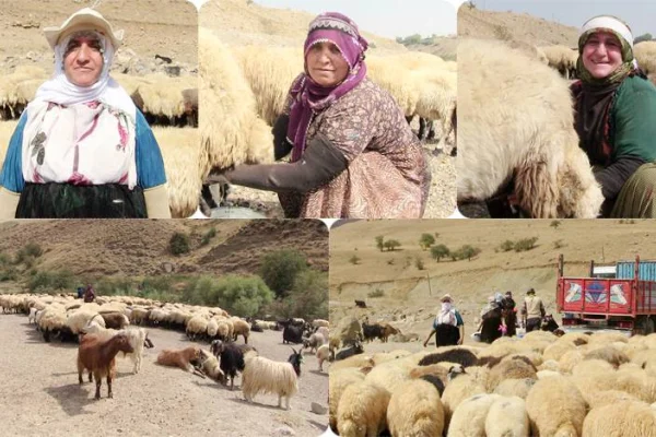 Yayla sezonu bitti, ürün yok 