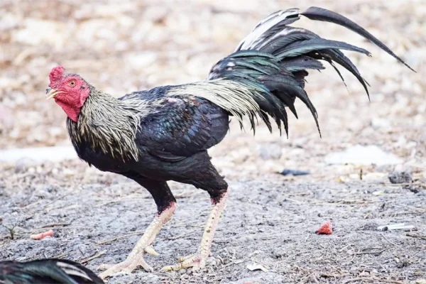 Tavuğun İpek Yolu serüveni