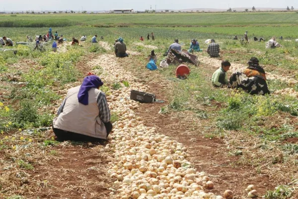 Soğan hasadının ikinci durağındalar