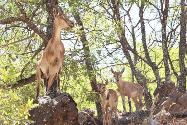 Dersim’in pezkovîleri büyülüyor
