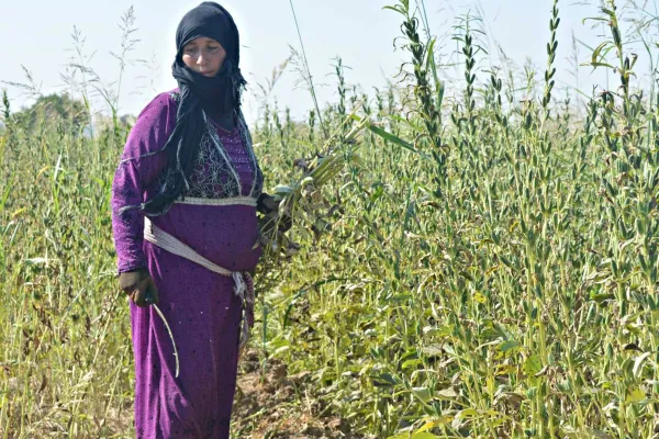 Kobanê’de susam mevsimi