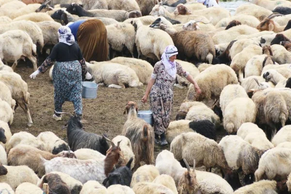 Bêrîvanlık bitiyor