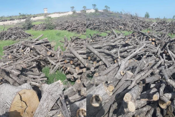 Kalekollar için doğa katliamı