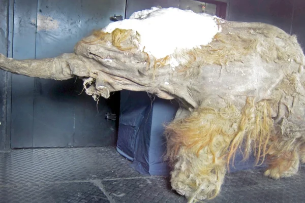Permafrost: Geçmişe açılan bir zaman penceresi