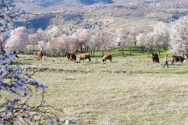 Kürdistan’da bahar