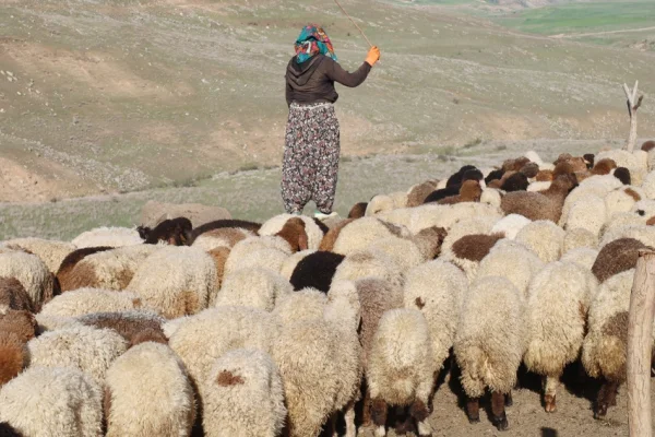 Yayla yasakları koçerliği bitirdi!