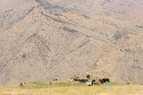 90’larda JİTEM, 2000’lerde şirketler