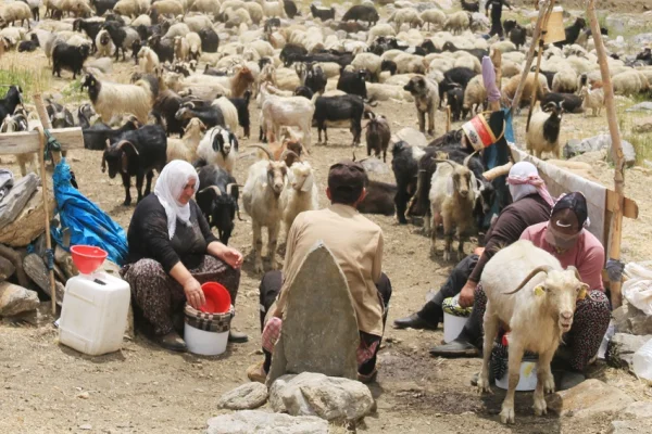 Bêrîvanlar göç ediyor