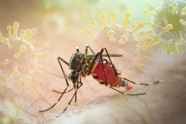 Chikungunya salgını kapıda