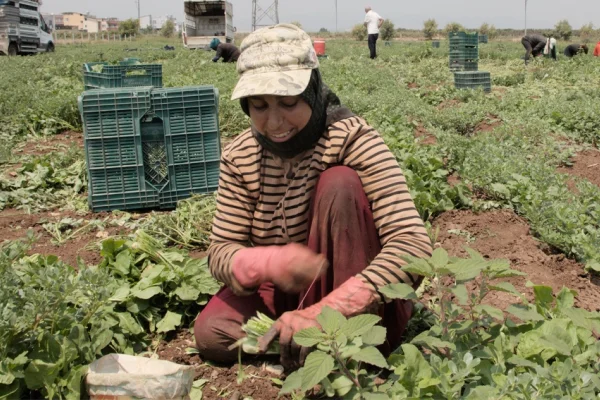 Tarlada yevmiye dahi çıkmıyor