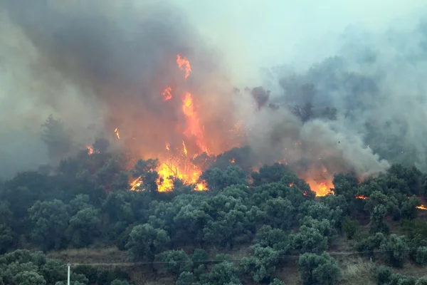 Yangınlar ve yerel yönetimlerin önemi