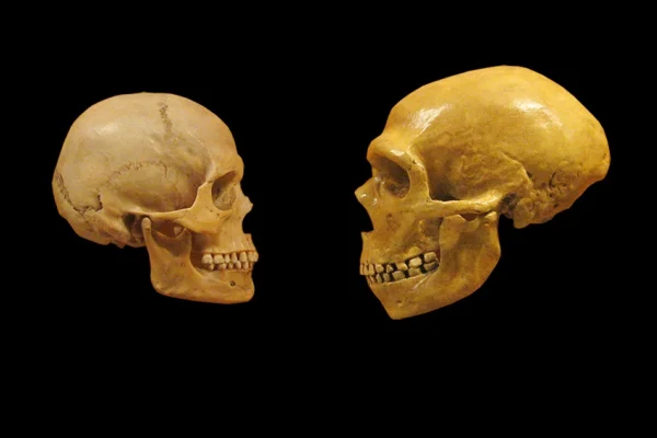 Evcilleşmenin anatomisi