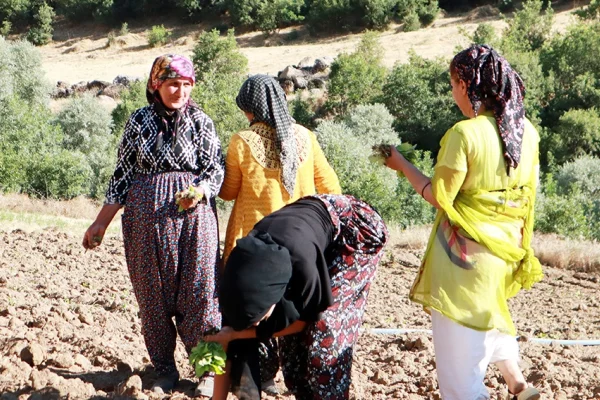Emekleri ‘duman’ oluyor!