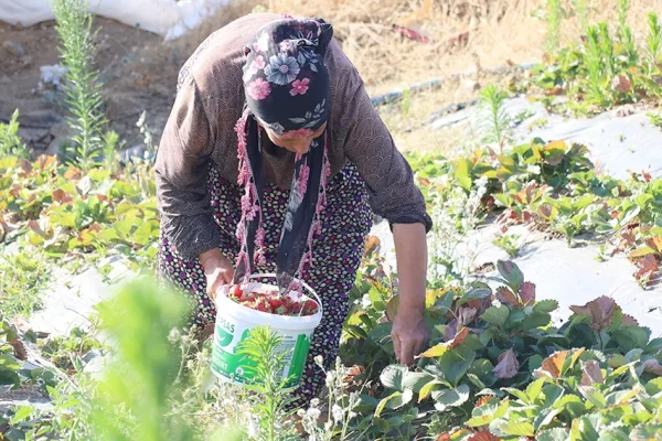 Çilek kırmızı, hesap kara