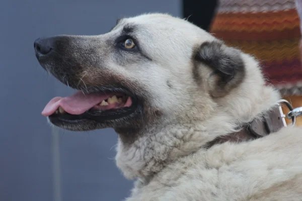 Sokaklar sessizleşti: Peki köpekler nerede?
