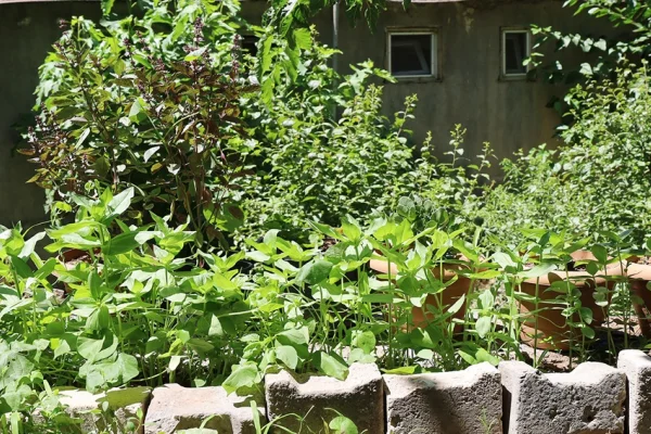 Betonların arasında toprağa tutunuyor