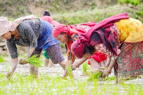 Nepal’de çiftçilik kadınlara kaldı
