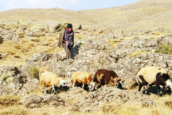 Hayvancılığın kalbine santral