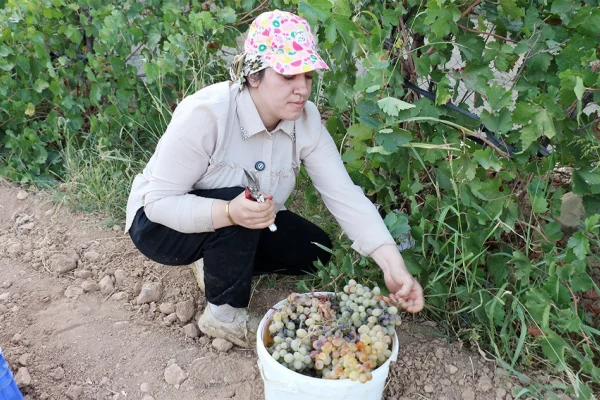Bağlarda emek var kazanç yok